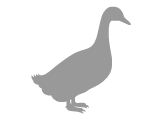duck-grey