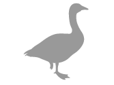 goose-grey