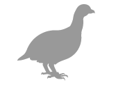 grouse-grey