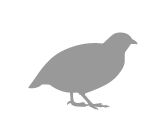partridge-grey