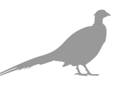 pheasant-grey